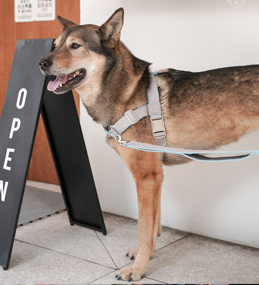 中・大型犬用リーシュ HCC Large Club Leash お散歩を安心で楽しく - Pacific & My Pooch