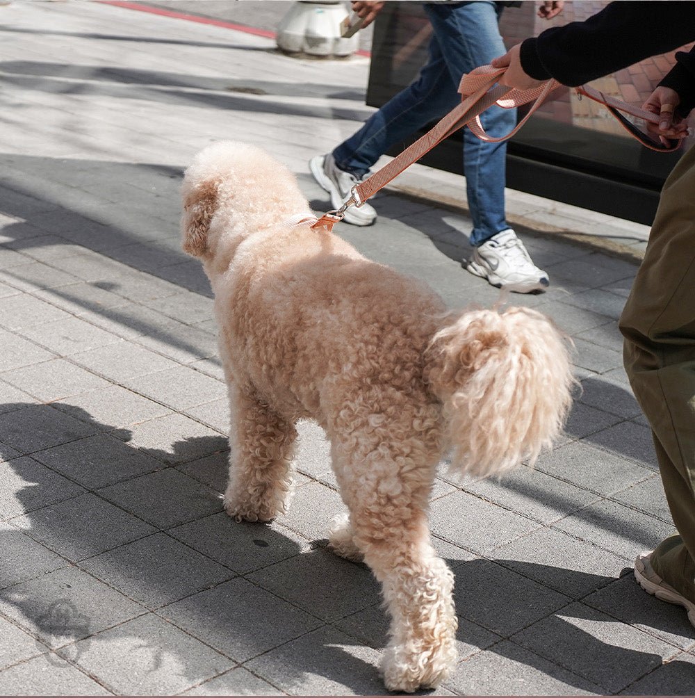 中・大型犬用リーシュ HCC Large Club Leash お散歩を安心で楽しく - Pacific & My Pooch