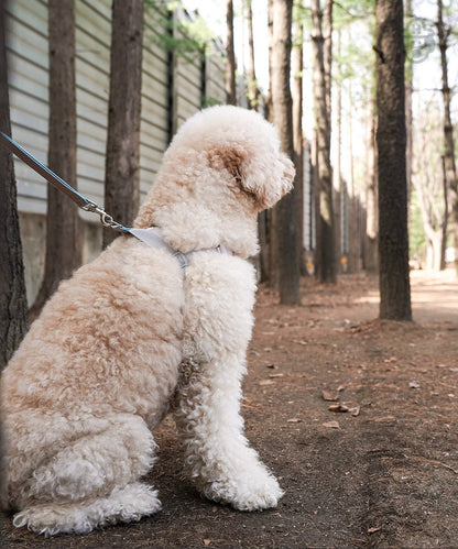 中・大型犬用ハーネス HCC Large Club Harness - Pacific & My Pooch