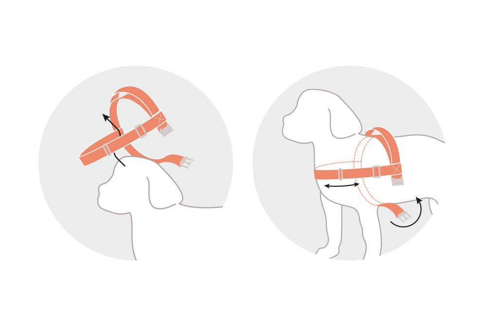中・大型犬用ハーネス HCC Large Club Harness - Pacific & My Pooch