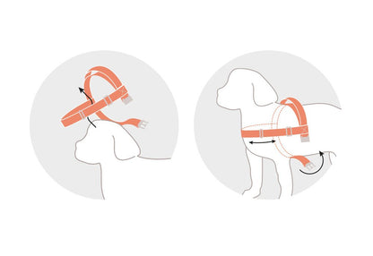中・大型犬用ハーネス HCC Large Club Harness - Pacific & My Pooch