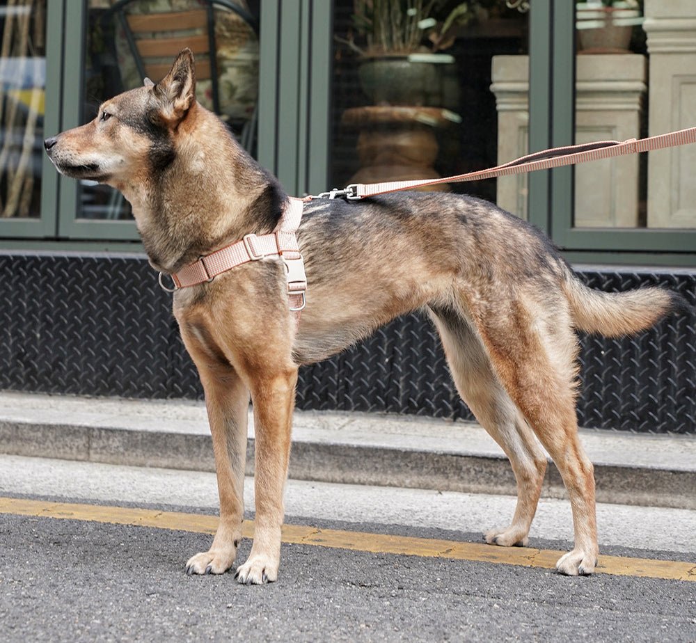 中・大型犬用ハーネス HCC Large Club Harness - Pacific & My Pooch